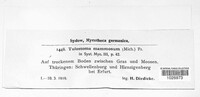 Tulostoma mammosum image